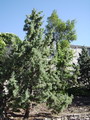 سرو سیمین